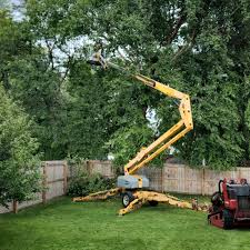 Best Tree Preservation Services  in Queen Creek, AZ